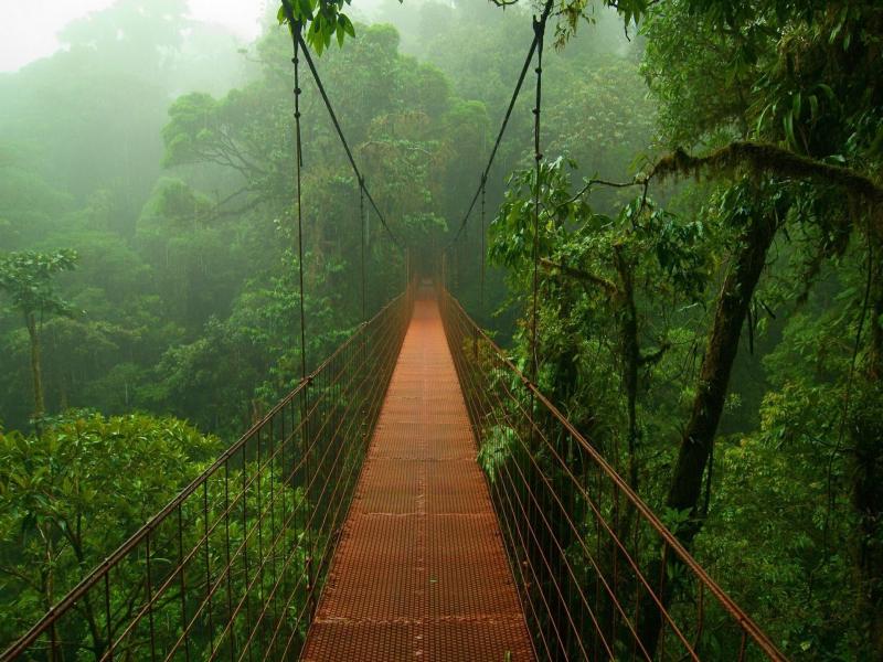 Jungle WIN10 THEMES Graphic Jungle WIN10 THEMES Graphic PPT Backgrounds