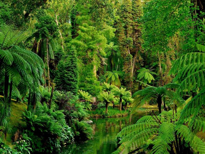Jungles HD Pictures  Live HD HQ Pictures Images   Design Backgrounds