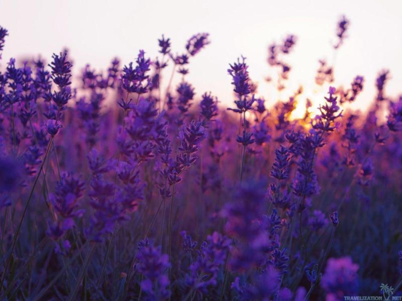 Lavendar Exceptional Wallpaper Backgrounds