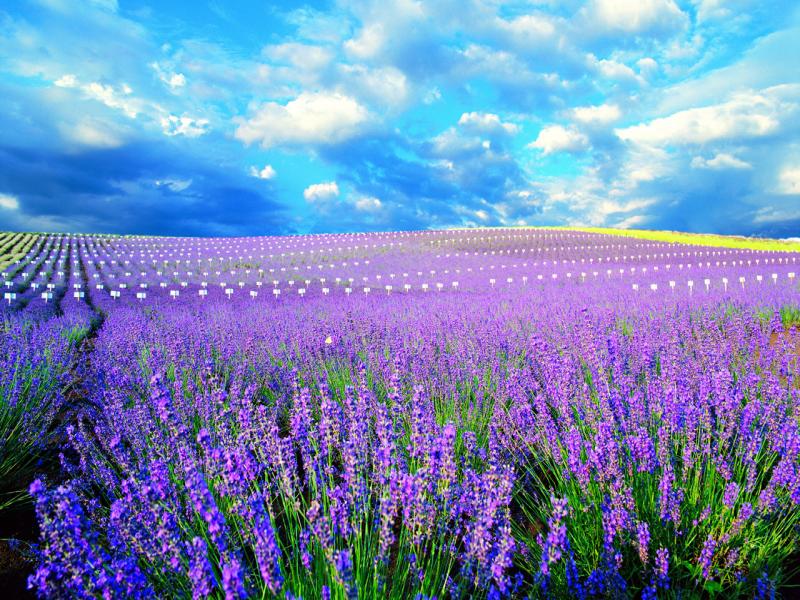Lavender Field Download Backgrounds