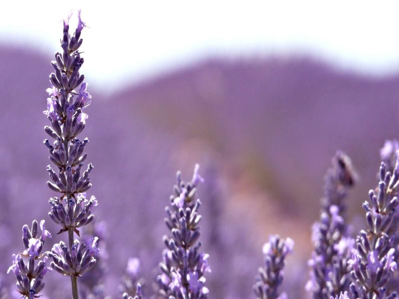 Lavender Flower Purple Backgrounds