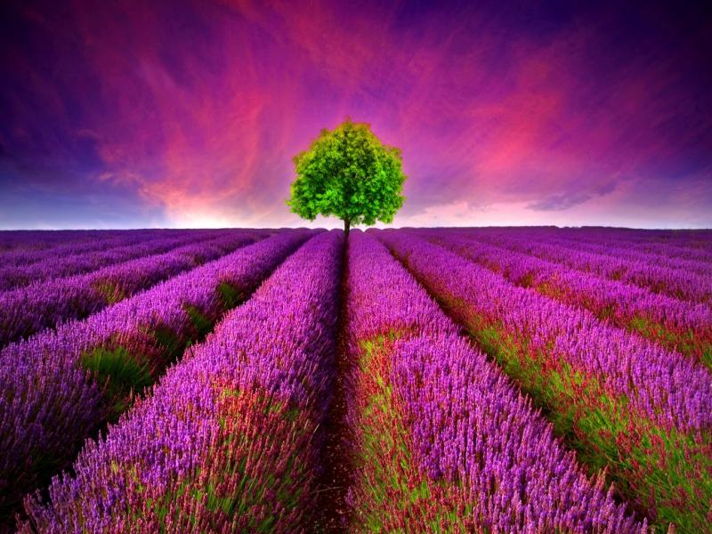 Lavender Hd Backgrounds for Powerpoint Templates - PPT Backgrounds