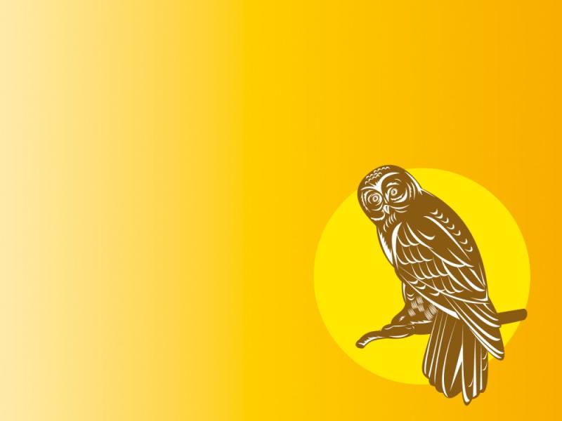 Owl Animal Yellow Slides PPT Backgrounds