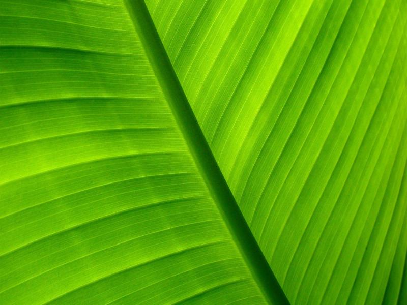 Palm Leaf image Backgrounds