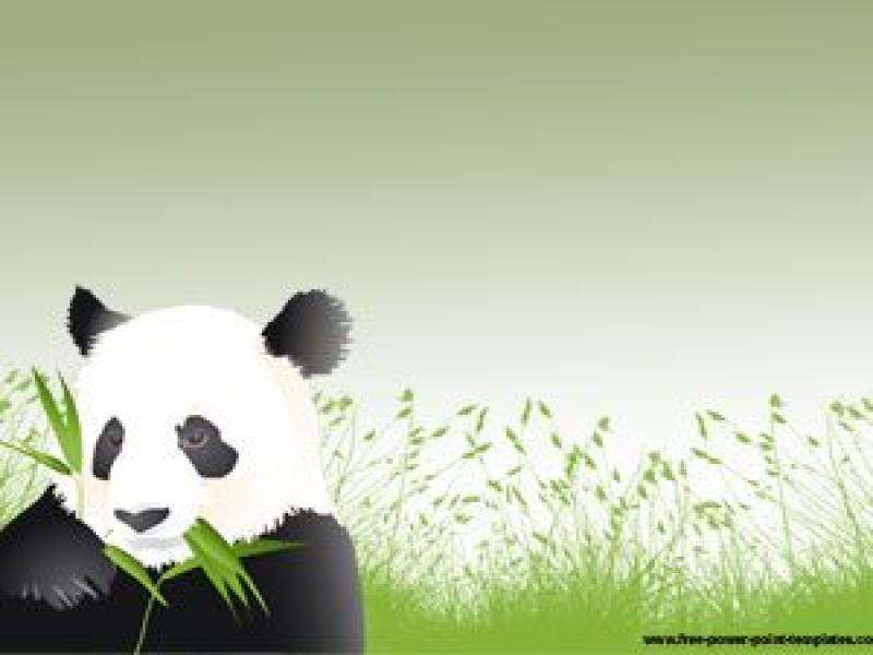 Panda Animal Presentations   image Backgrounds
