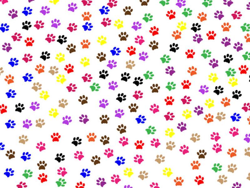Paw Prints Free Stock Photo  Public Domain Pictures Design Backgrounds