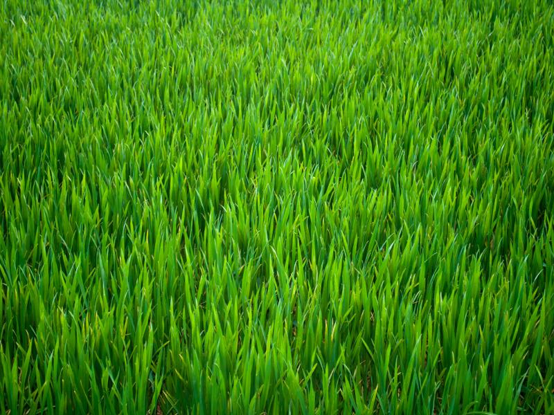 Pics Photos  Green Grass image Backgrounds