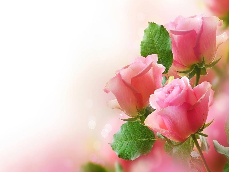 Pink Rose Clip Art Backgrounds