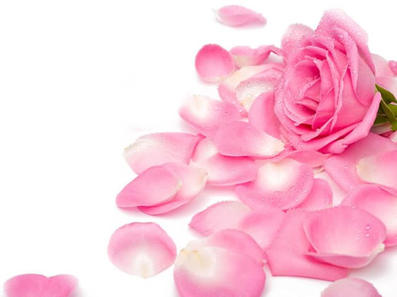 Pink Rose Picture Template Backgrounds