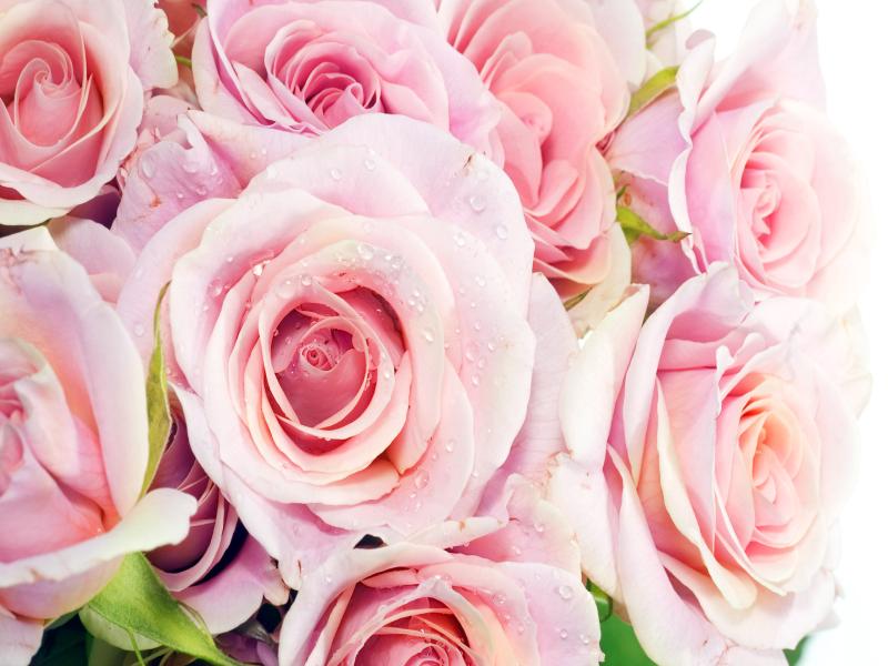 Pink Roses Template Backgrounds