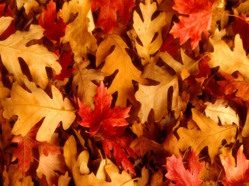 Presentation of Autumn Leaves Backgrounds