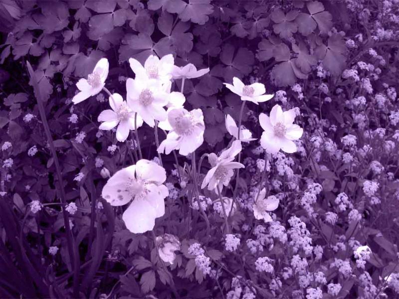 Purple Mothers Day Backgrounds