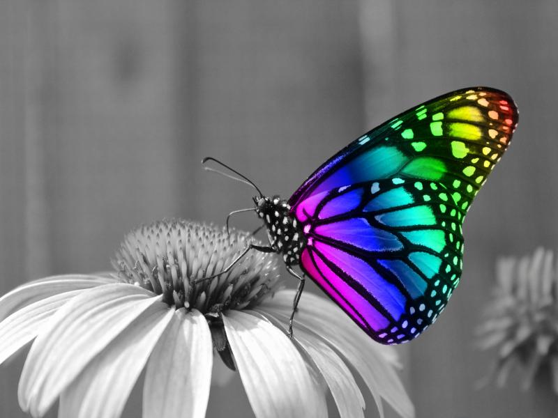 Rainbow Butterfly Desktop HD Photo Backgrounds