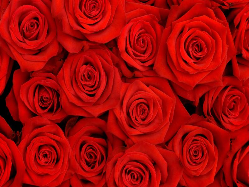 Real Roses Clipart Backgrounds