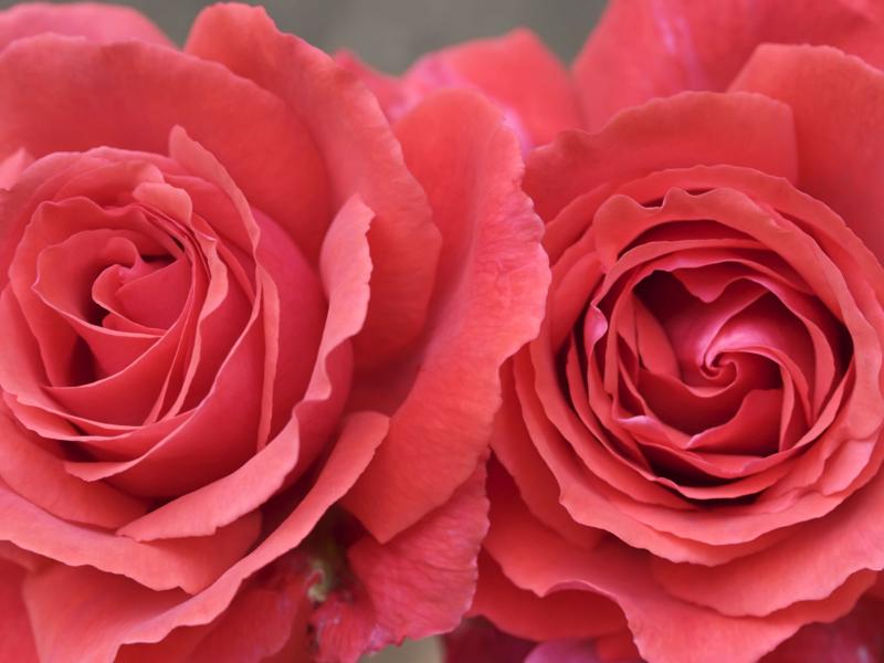 Red and Pink Roses Graphic Backgrounds