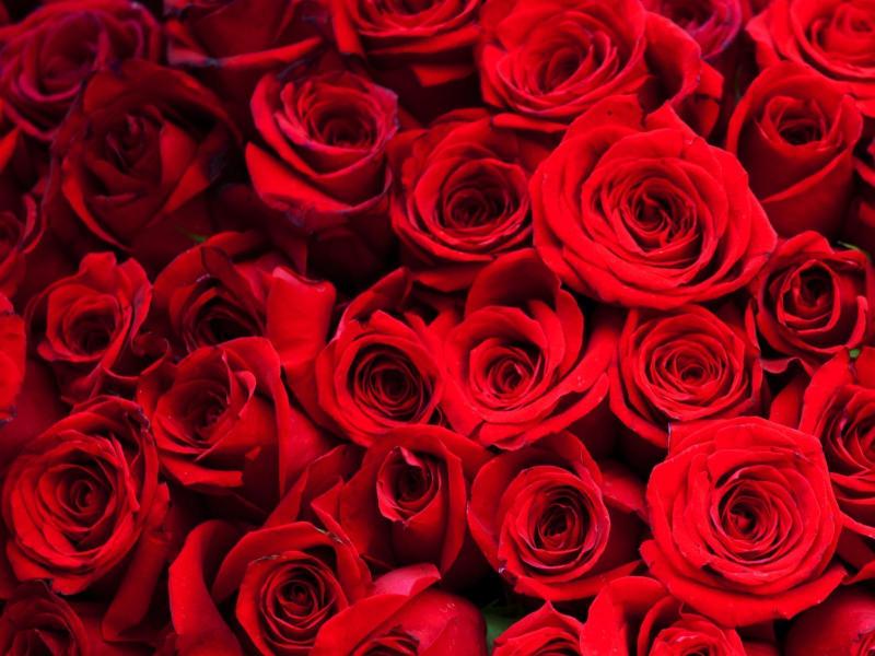 Red Roses Quality Backgrounds