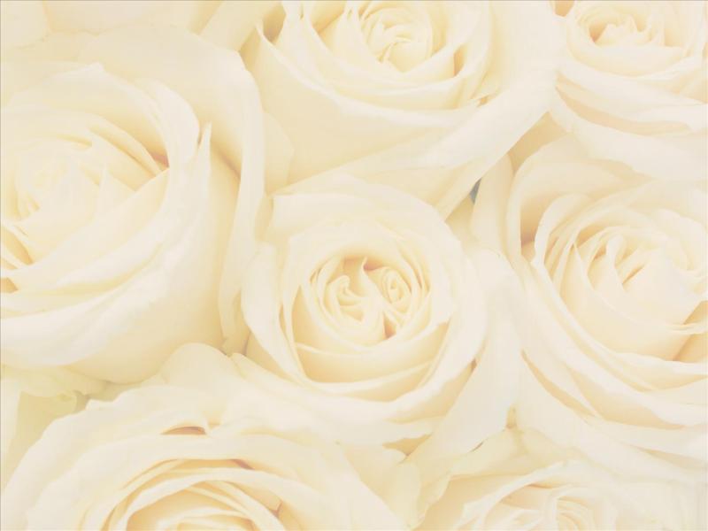 Related Pictures Wedding Roses Hd Picture Backgrounds