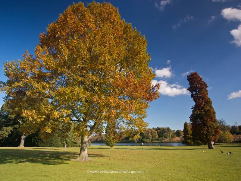 Romantic Tree Hd Backgrounds