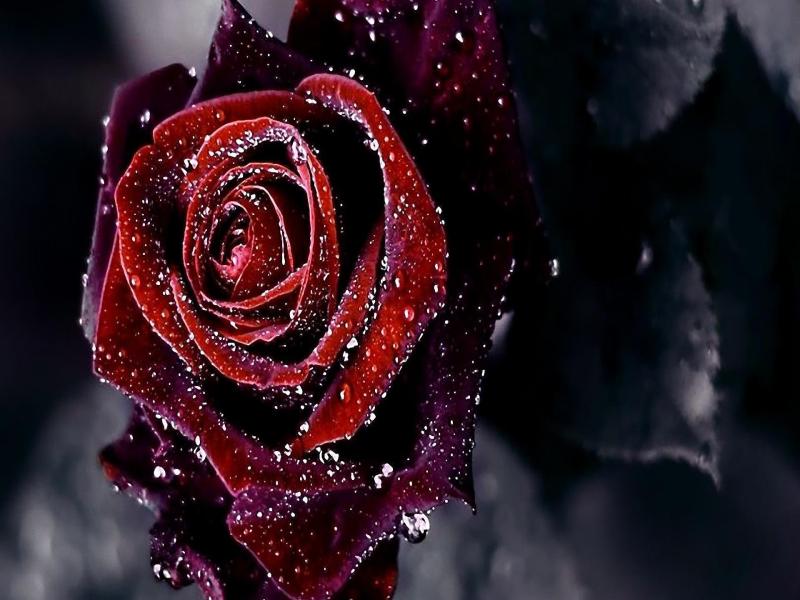 Rose Flower Hd Slides Backgrounds