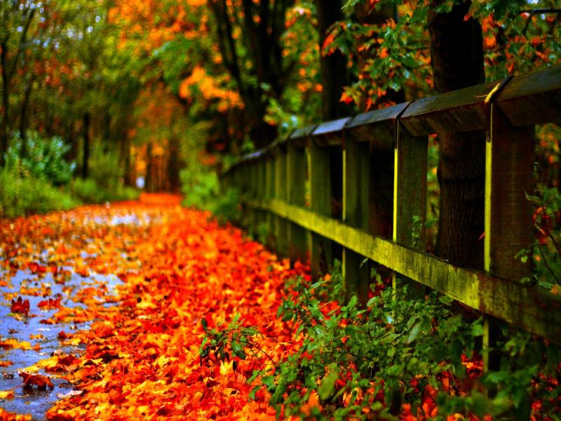 Sad Poetry Autumn Leaves Template Backgrounds