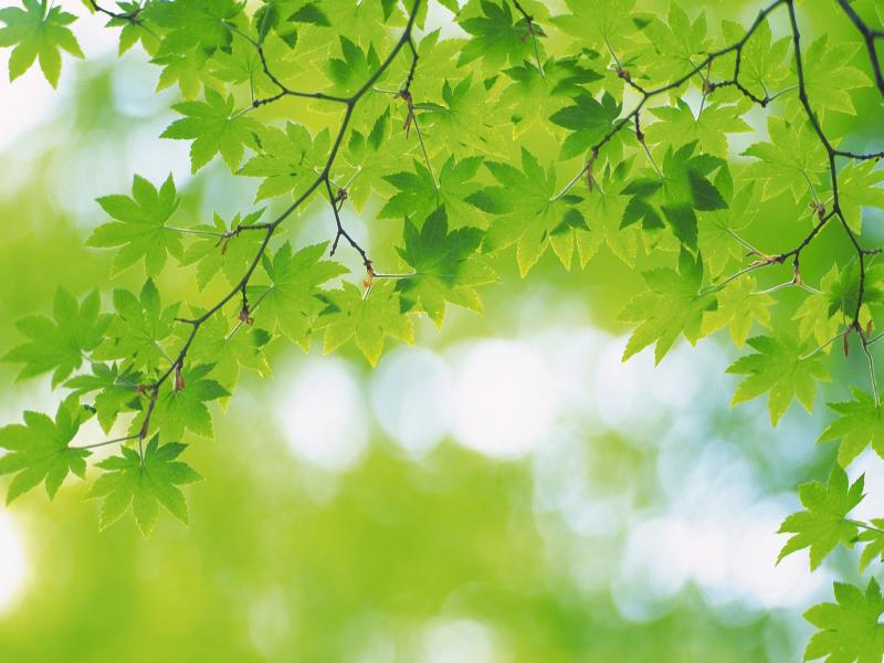 Simple Green Leaves and Green Photo Backgrounds