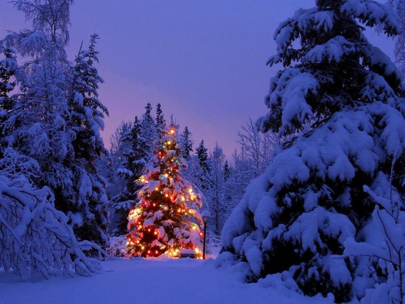 Snowy Christmas Tree   Desktops Slides Backgrounds