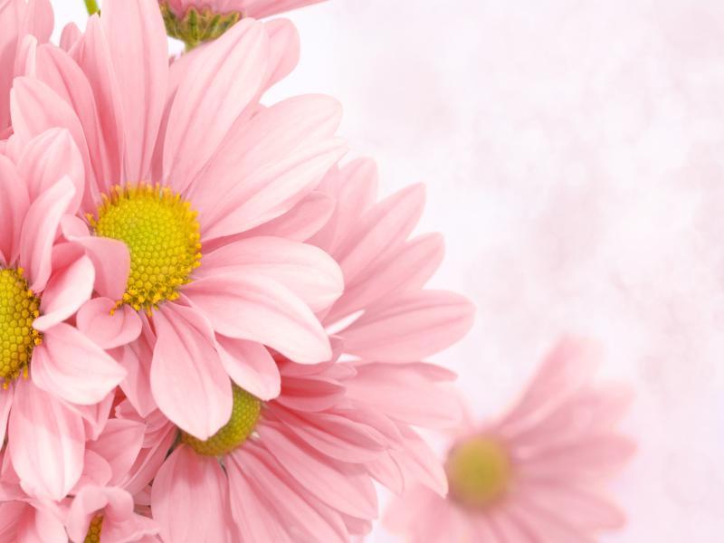 Soft Pink Floral Frame Backgrounds