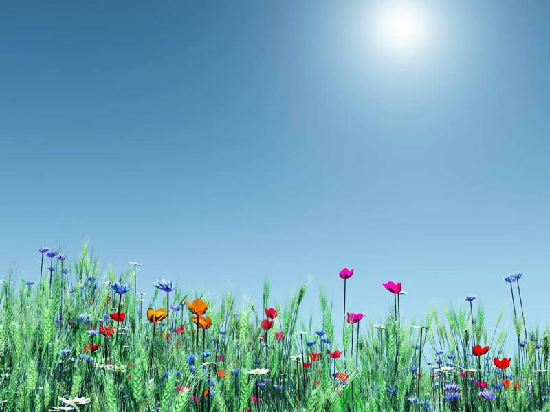 Spring Frame Backgrounds