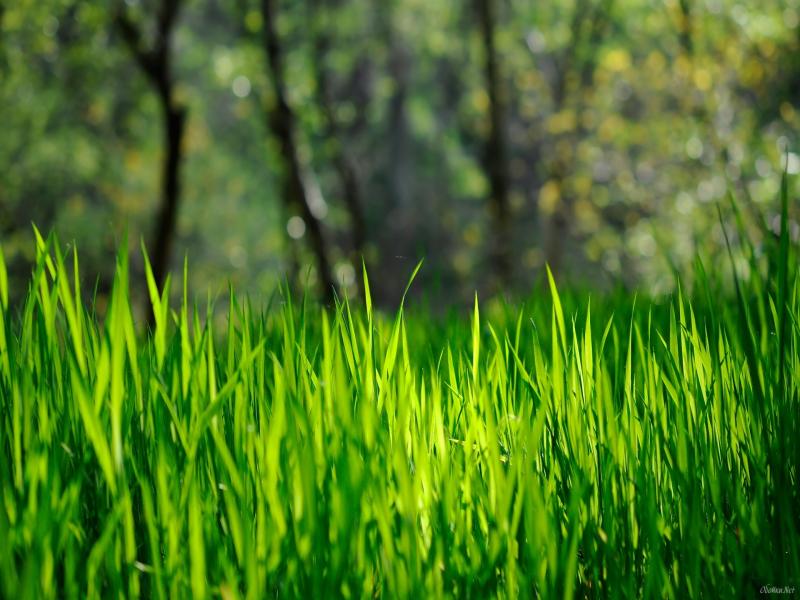 Spring Grass HD Desktop  HD Desktop Slides Backgrounds