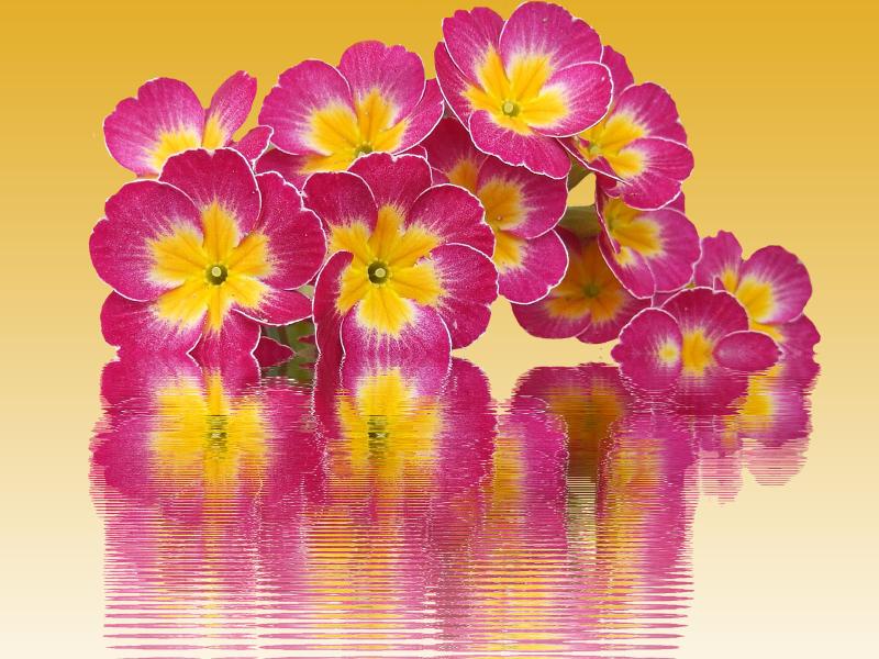 Spring Nice Flower Backgrounds