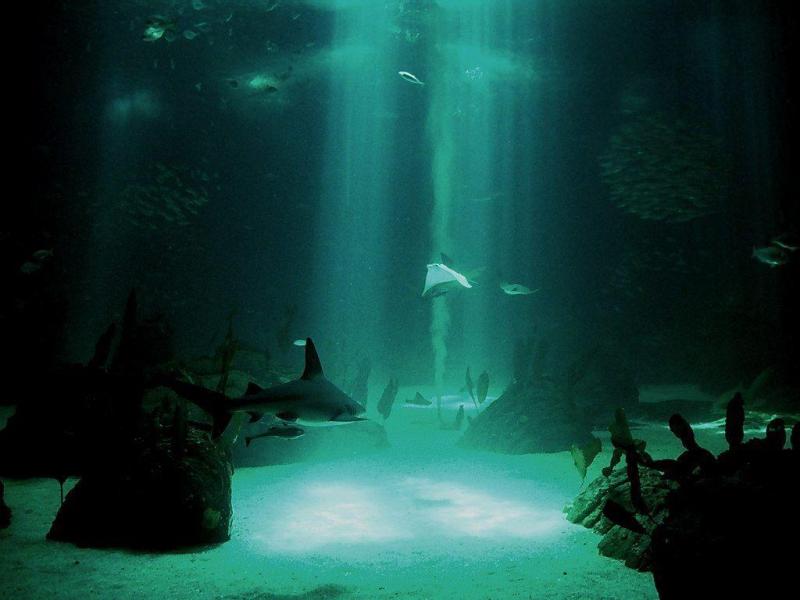 Sunken Lives Underwater Desktop Wallpaper Backgrounds