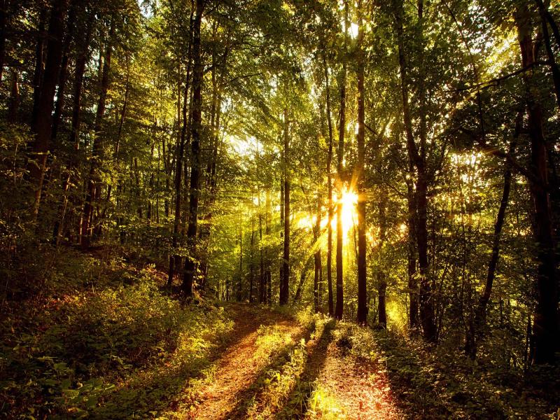 Sunlight Trees Photo Backgrounds