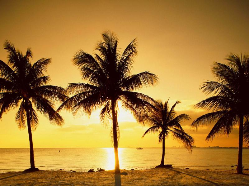 Sunset Palm Trees Template Backgrounds