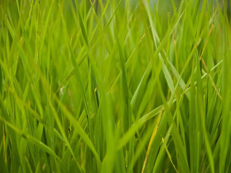 Tall Grass Art Backgrounds