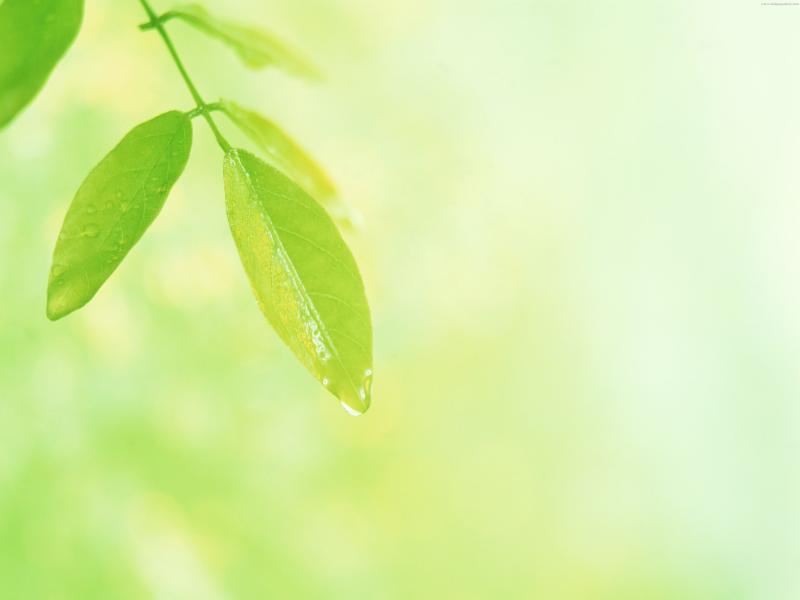 The First Spring Leaves Backgrounds