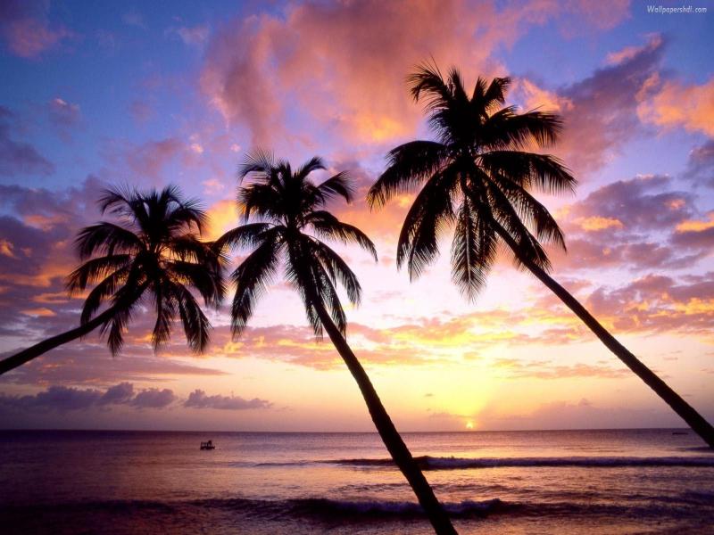 Three Palm Tree Graphic Backgrounds