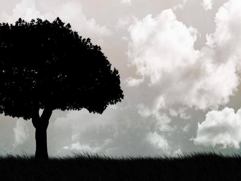 Tree Black and White Design Backgrounds
