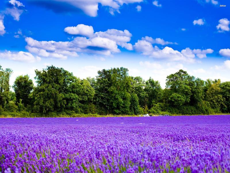 Trees Lavender Flower  Backgrounds