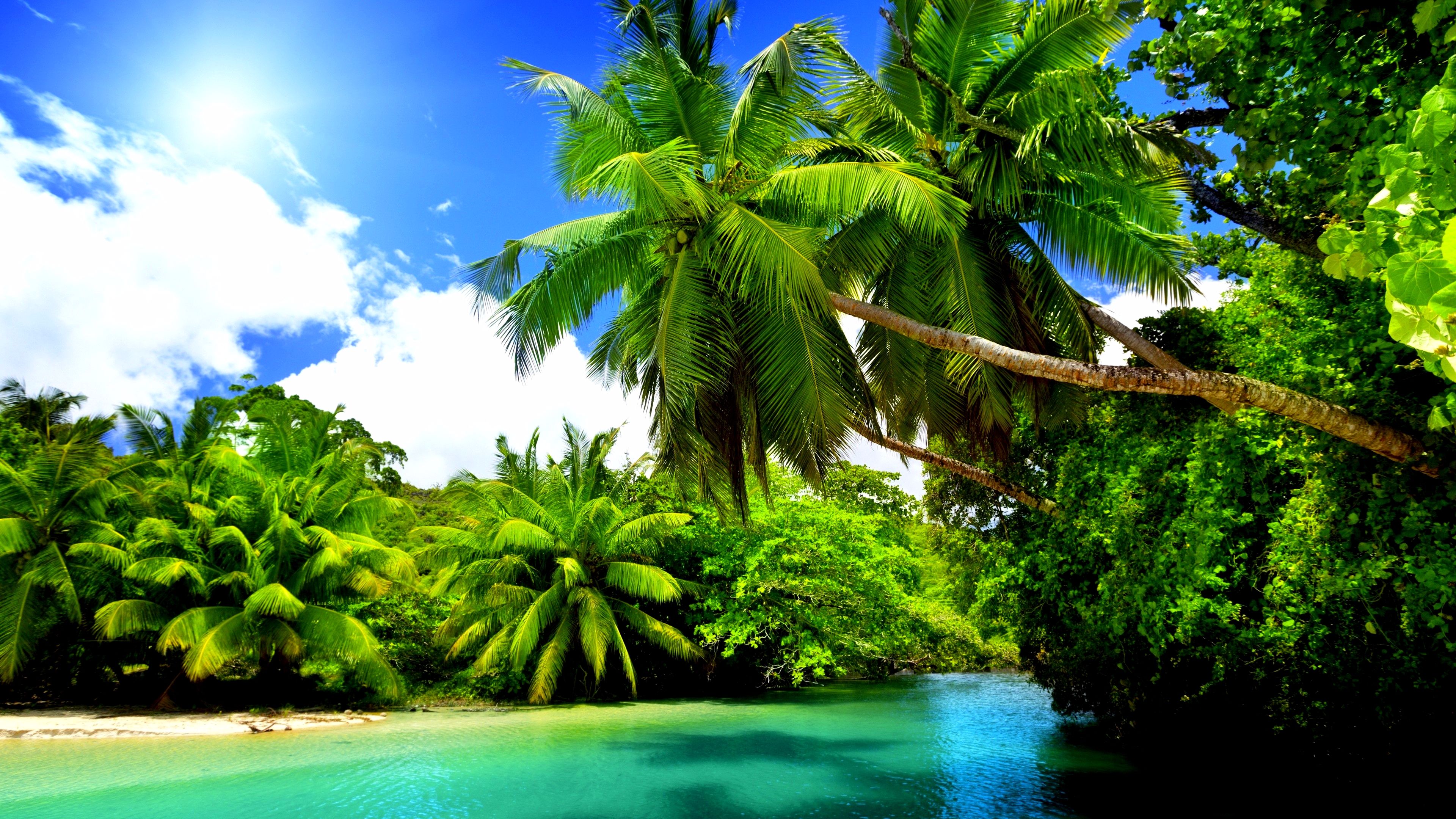 Tropical 4K Free Quality Backgrounds for Templates - PPT Backgrounds