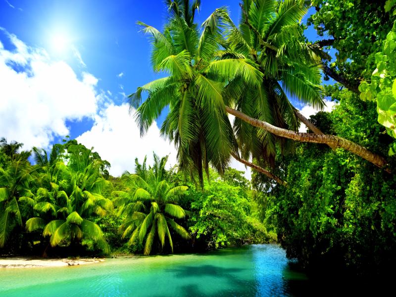 Tropical Nature 4K  Free 4K Quality Backgrounds