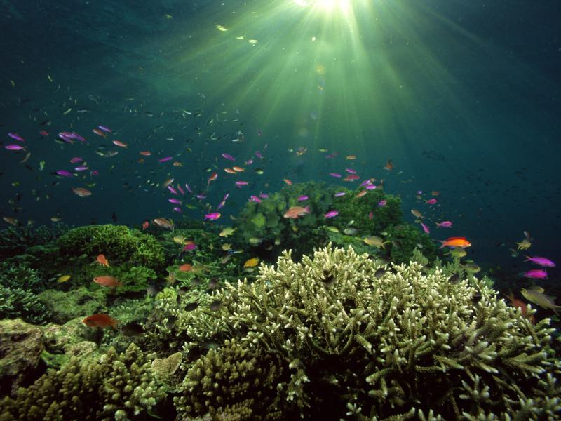 Underwater Green Life Clipart Backgrounds