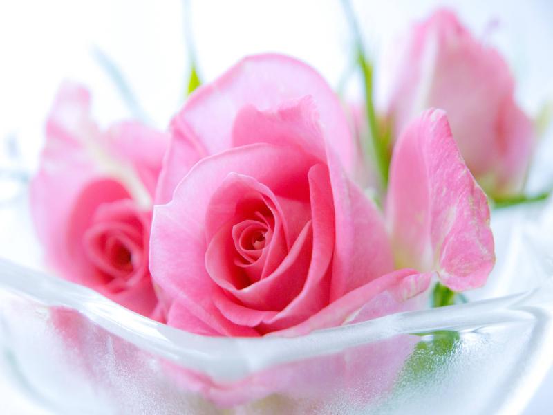 Valentines Day Pink Rose Wallpaper Backgrounds