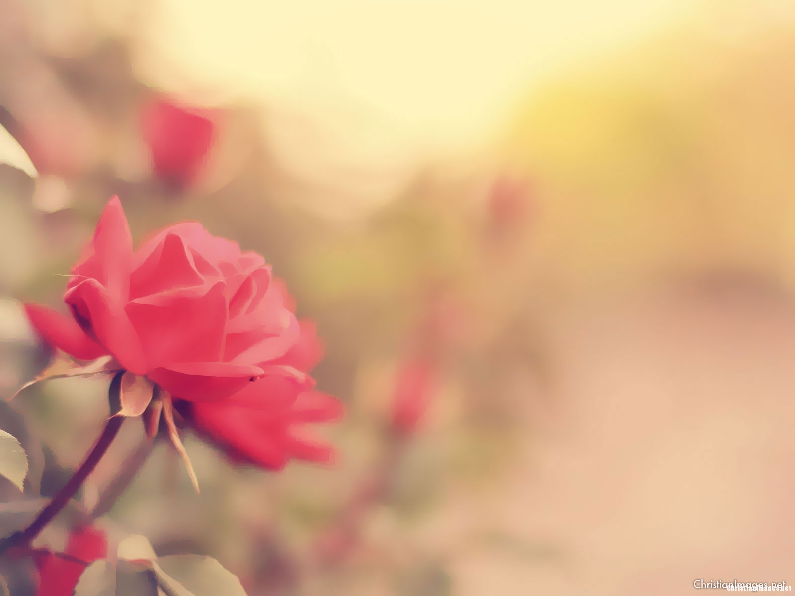 Vintage Rose Flower Backgrounds for Powerpoint Templates - PPT Backgrounds