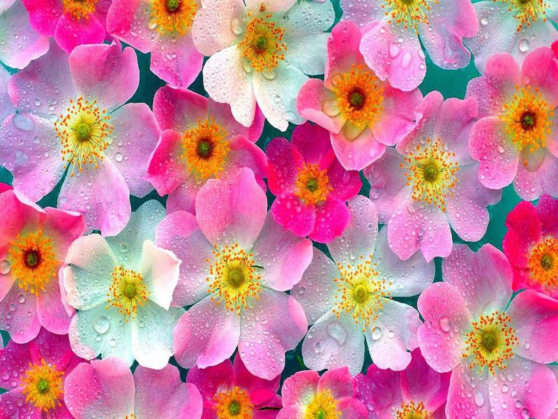 Wallpaper Flower  Rose Pictures Clipart Backgrounds