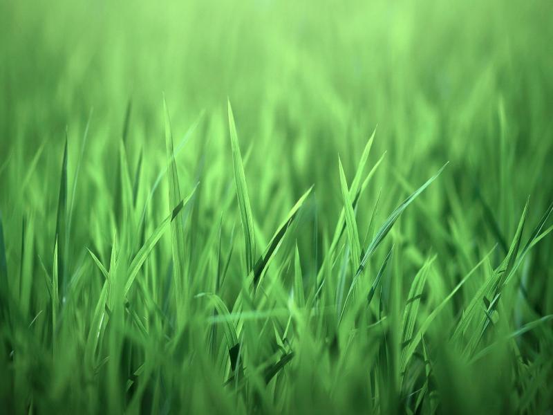 Wallpaper Grass Winter Furniture Greens Patio Quality Backgrounds
