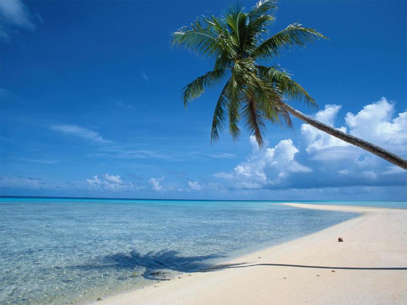 Water and Palm Trees Slides Backgrounds