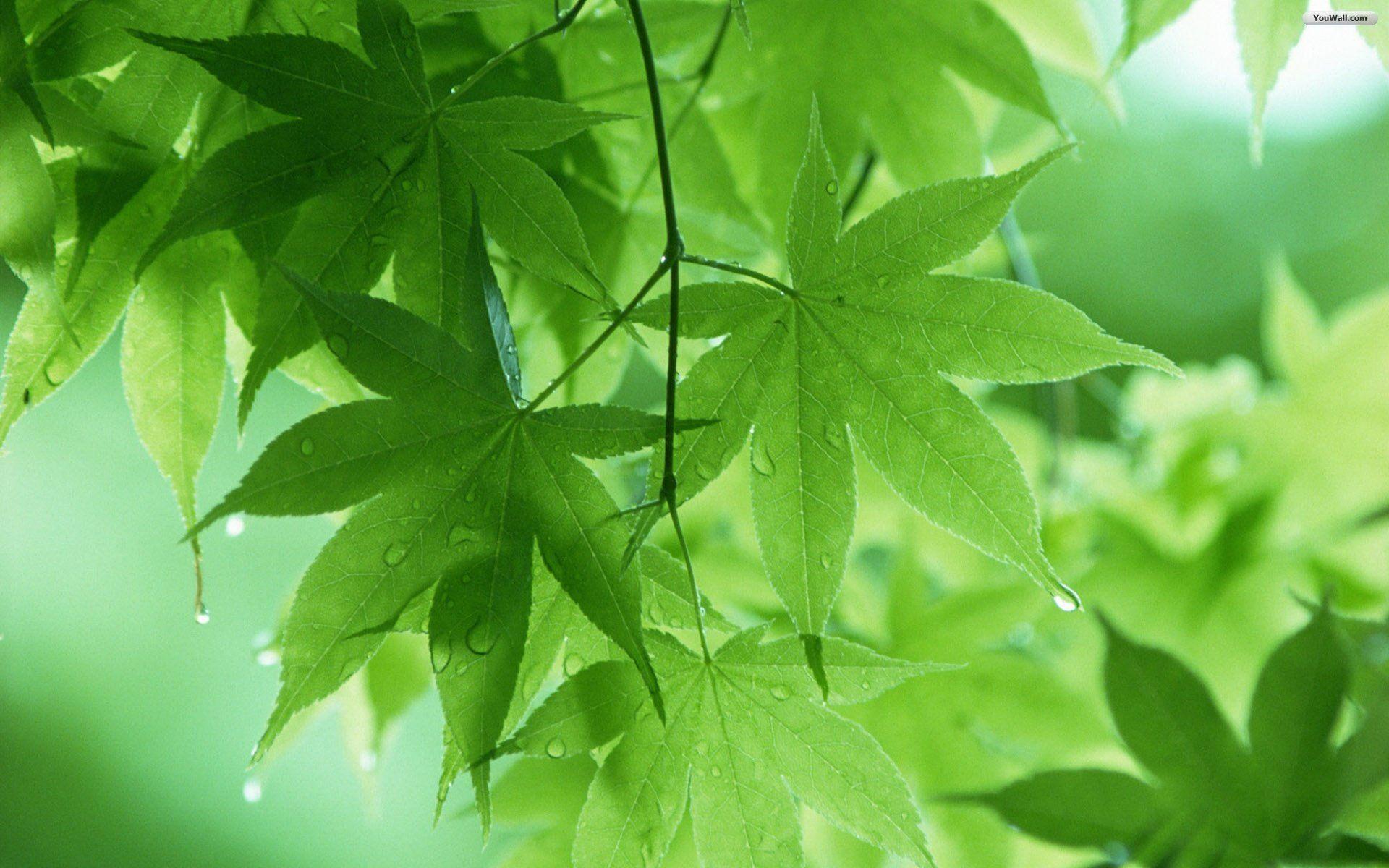 Water Drop and Green Leaves