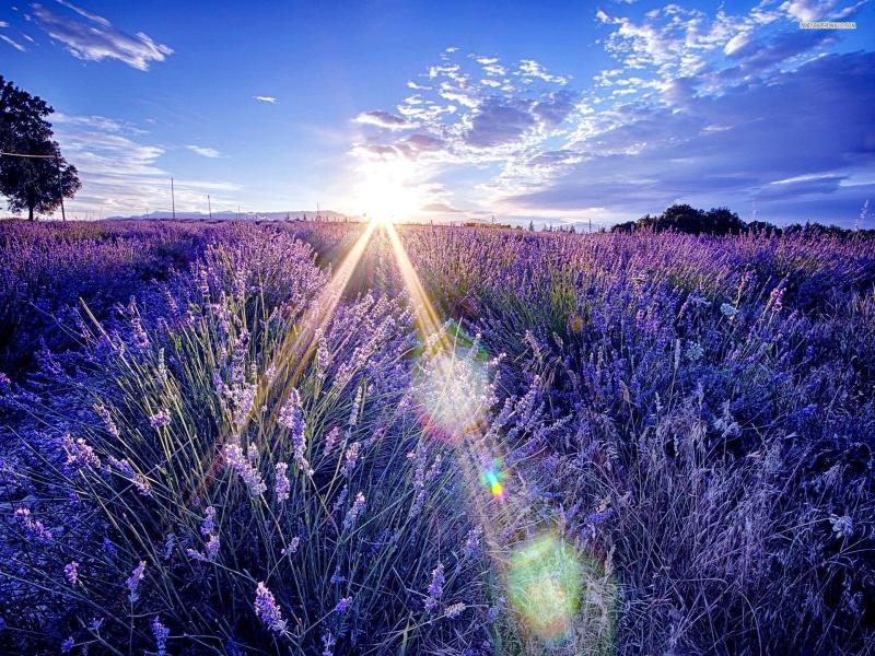 White and Lavender Hd image Backgrounds