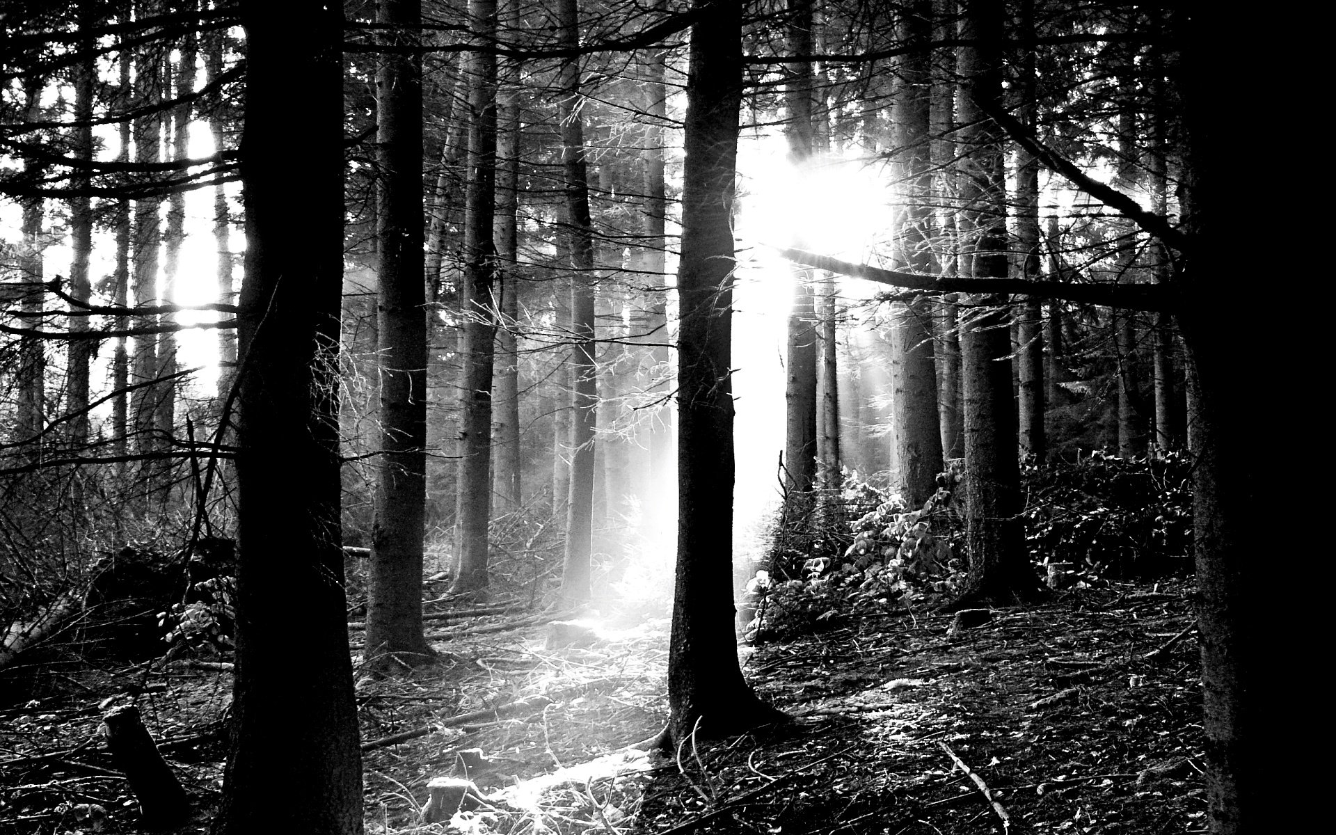 White Black Nature Desktop Widescreens Trees Quality Backgrounds for