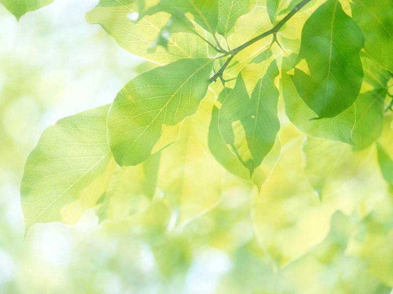 White Leaf Graphic Backgrounds